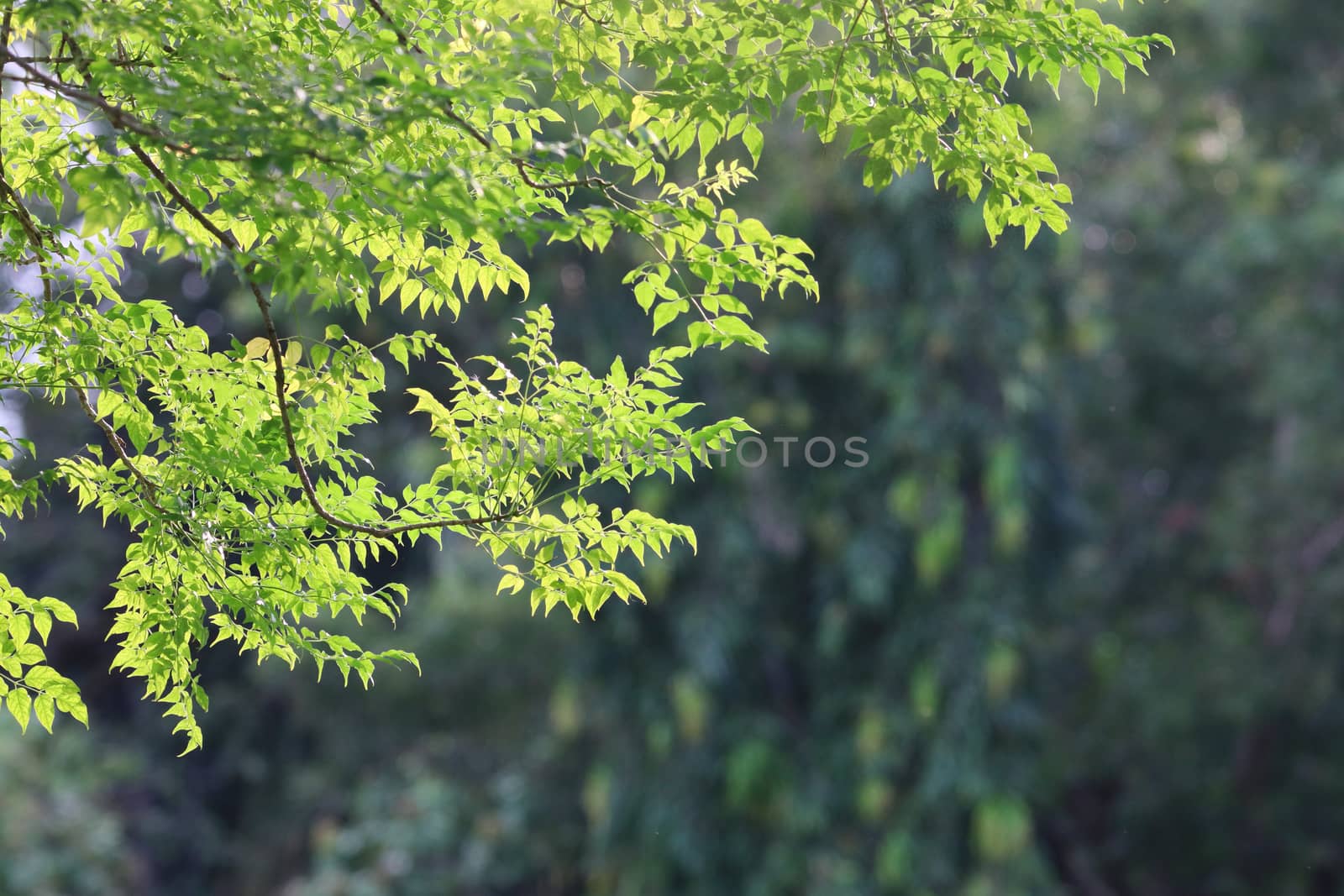 Nature green leaves with daylight scenery and sunshine background