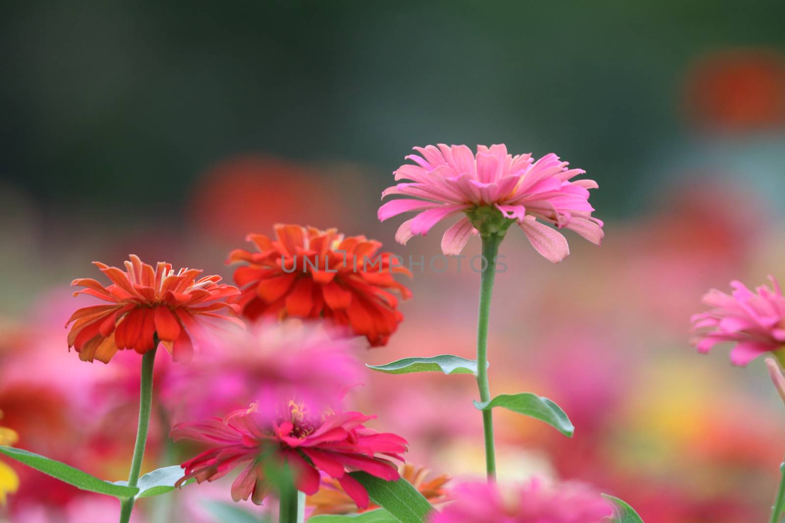 Zinnia elegans pink flowers beautiful petal colorful in the garden the nature bright and freshness background	
