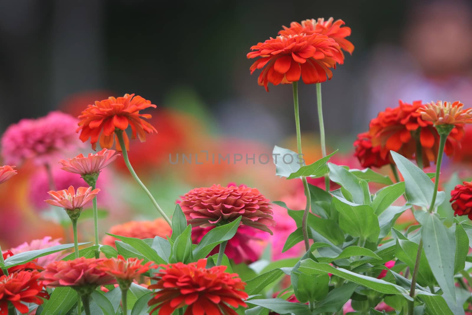 Fresh zinnia elegant flowers colorful with daylight in the field by louisnina