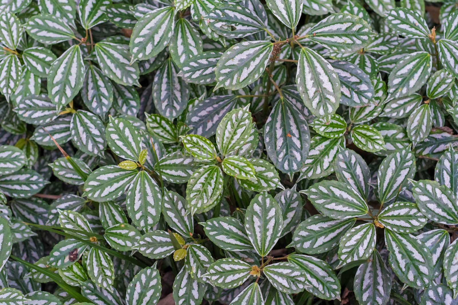 Pilea notata leaves close-up view in a park in Chengdu, Sichuan province, China