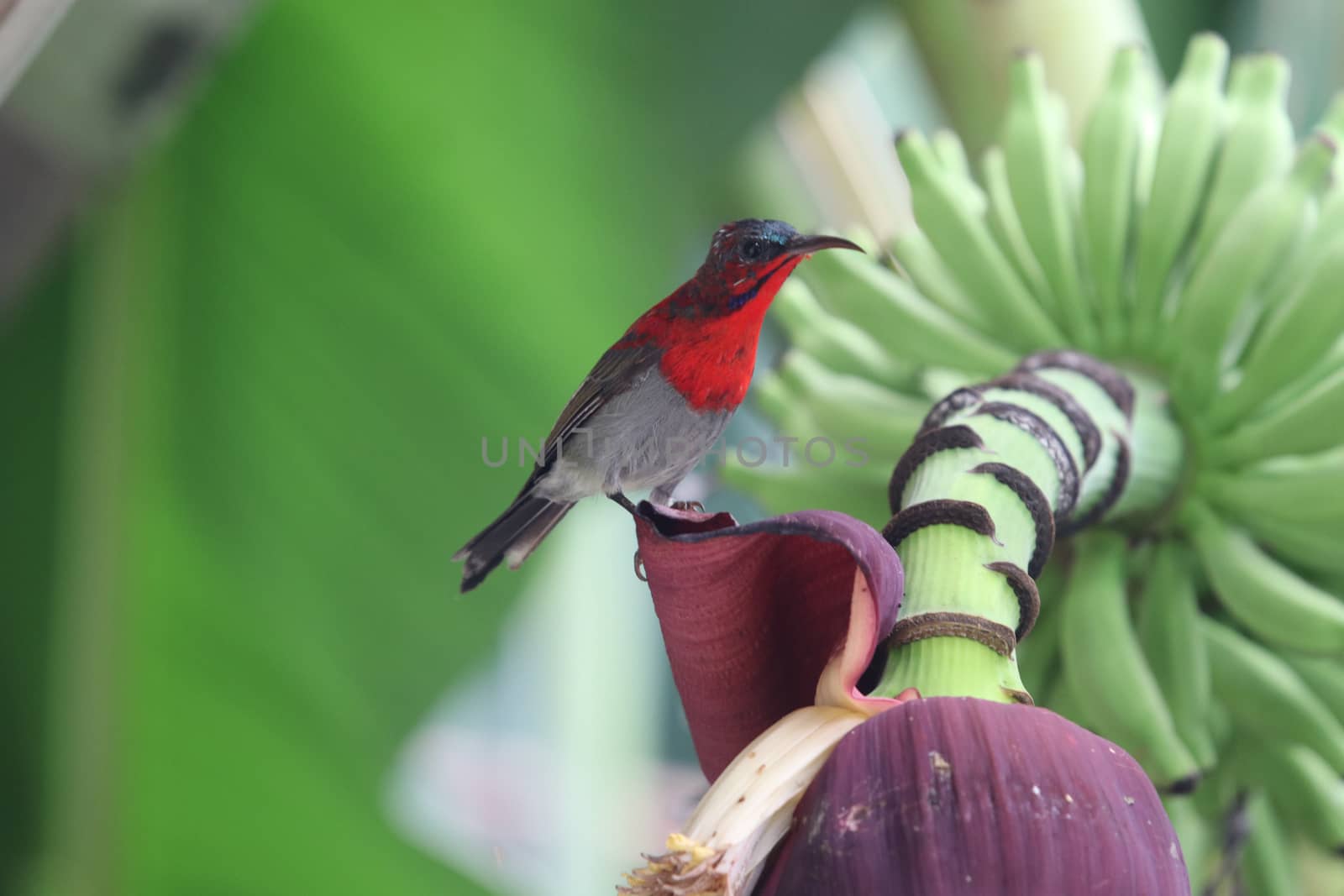 Crimson Sunbird animal wildlife beautiful color freedom in fores by louisnina
