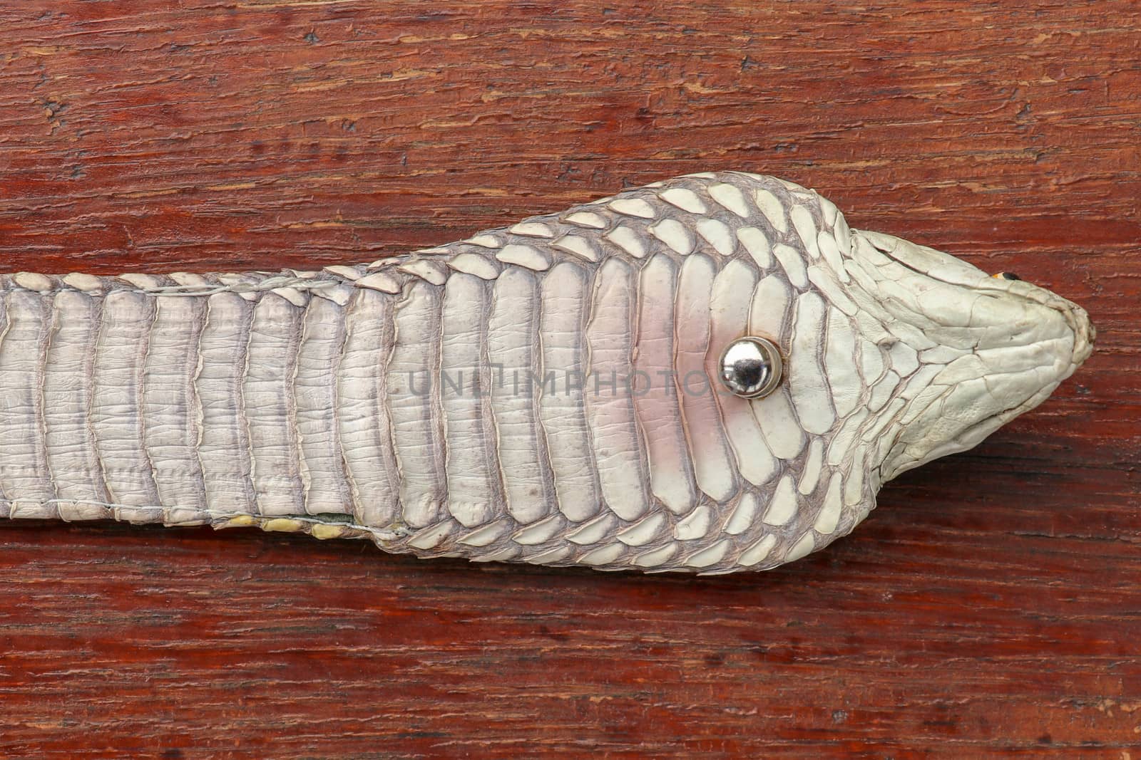 Tanned skin of Ophiophagus hannah. Close up of belt of the most venomous snake on Bali island in Indonesia. Product from leather workshop. King cobra also known as hamadryad, species of venomous snake