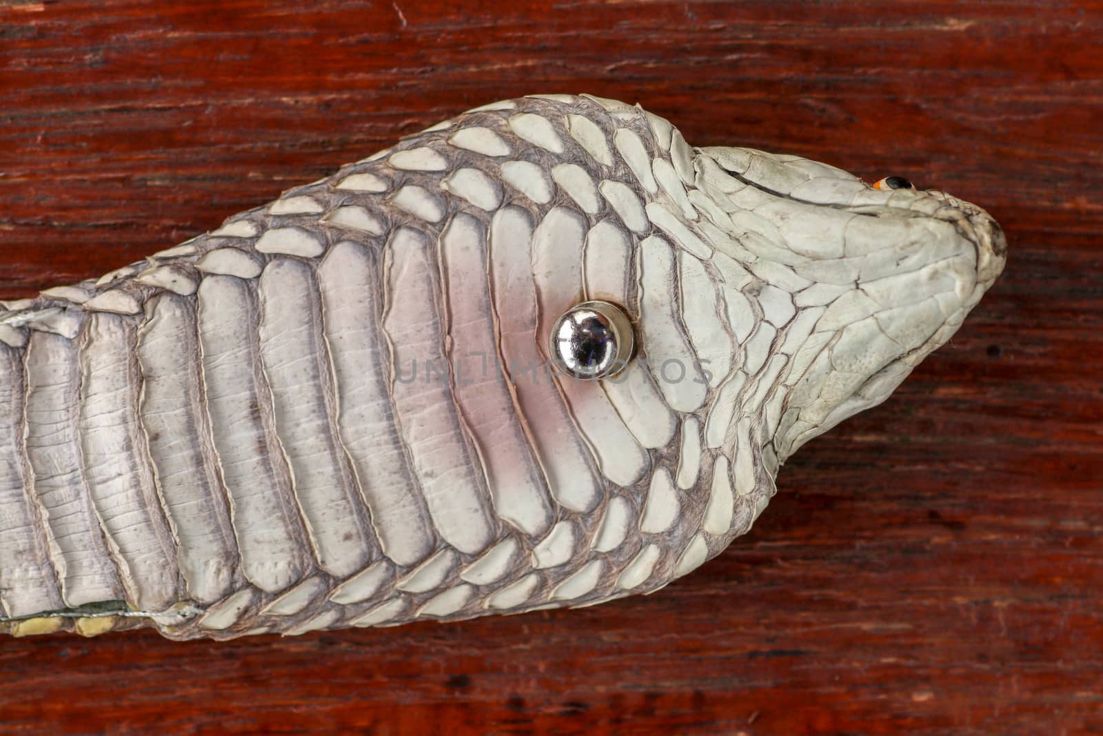 A close up head of a King Cobra. Tanned skin of Ophiophagus hannah. Belt of the most venomous snake on Bali island in Indonesia. Product from leather workshop.