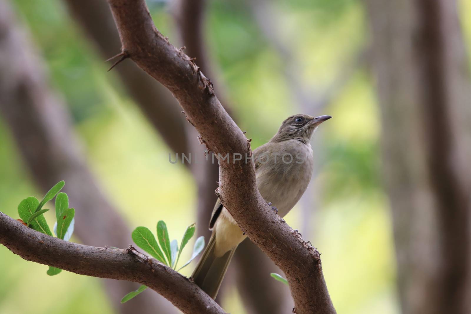 Bulbul bird holding on tree relaxing and beautiful in nature background