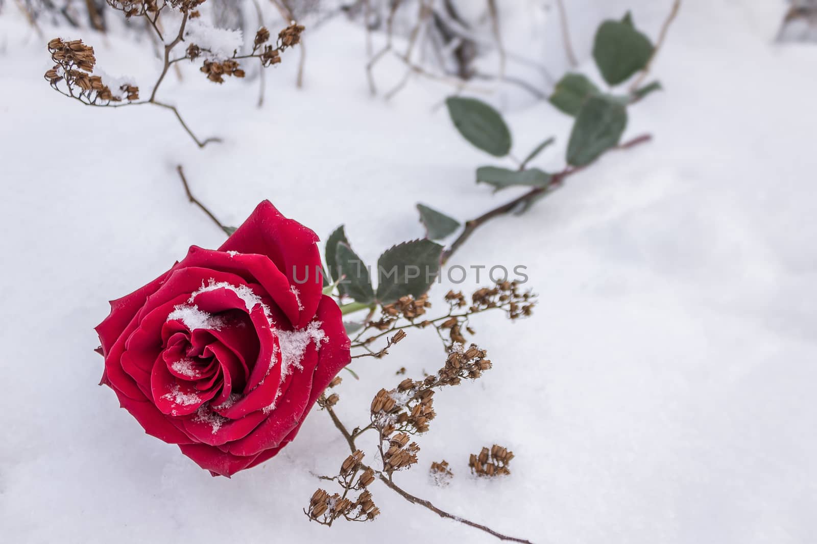 Red rose in winter and its tender petals in the snow during a wedding ceremony