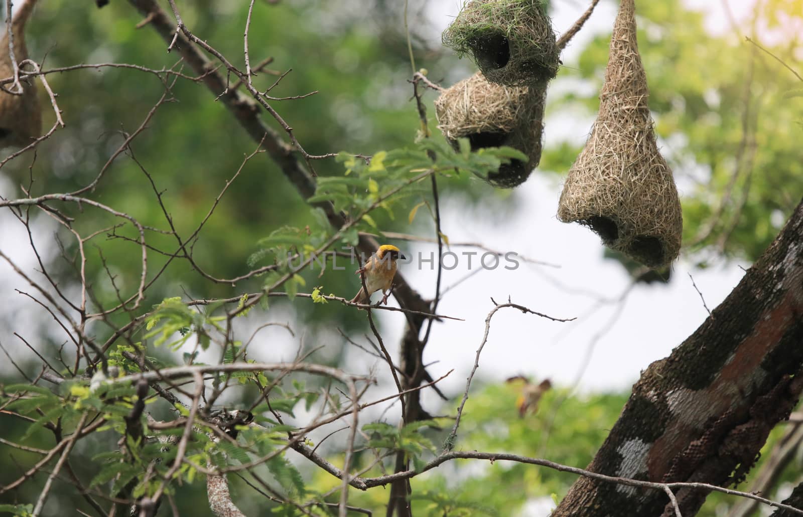 Asian Golden-Weaver a lot of family bird nest on tamarind tree in the nature