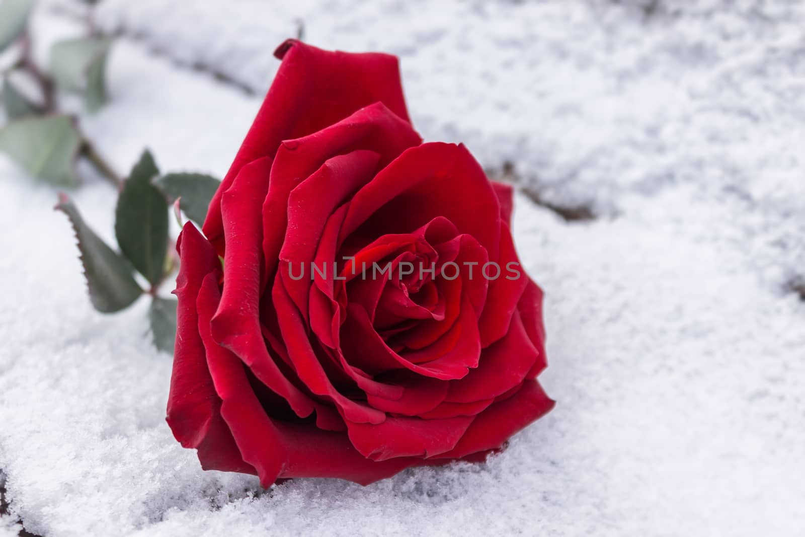 A close-up of a red rose bud lies in the cold snow in winter