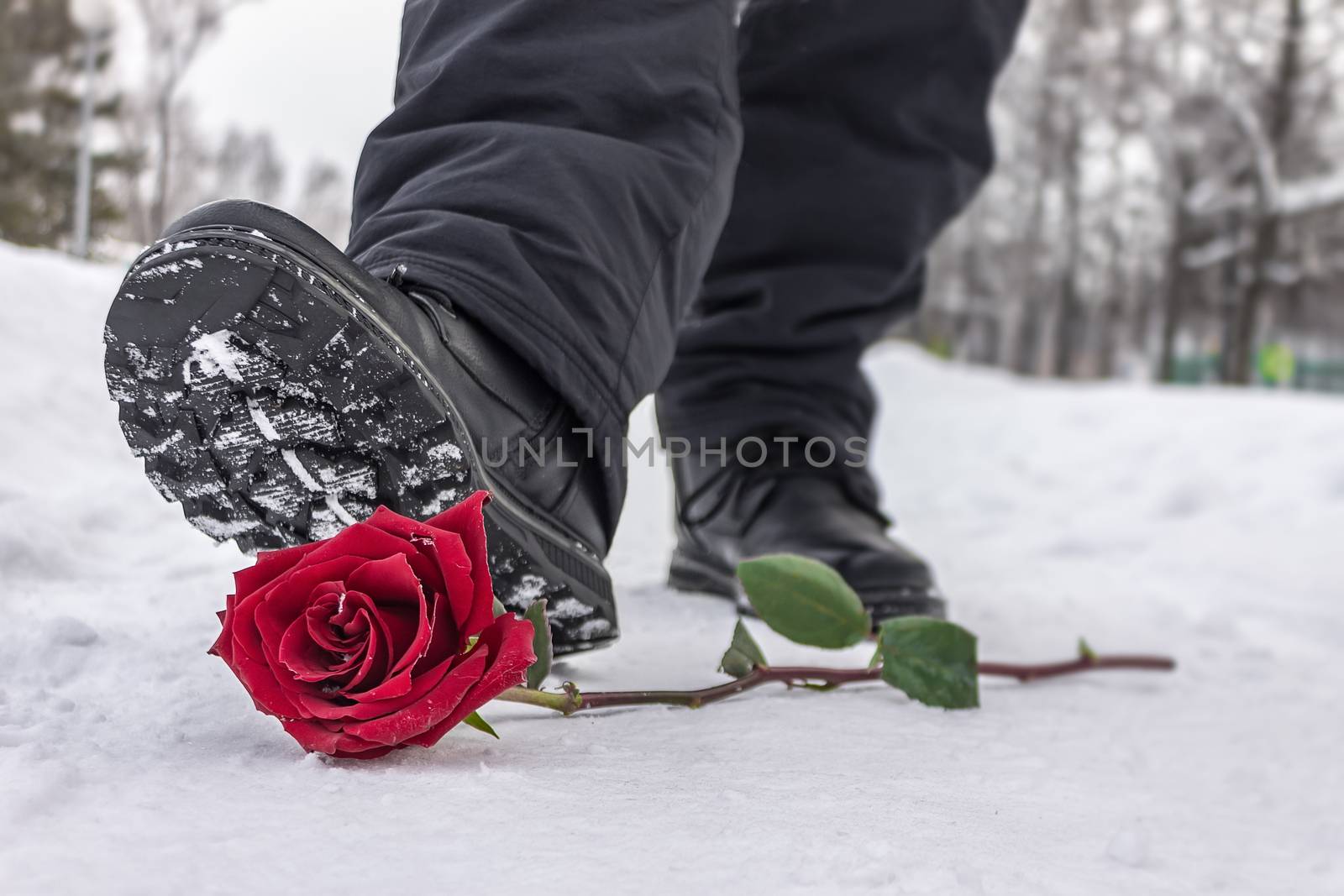 A man steps on a red rose lying in the snow due to separation from his beloved by Skaron
