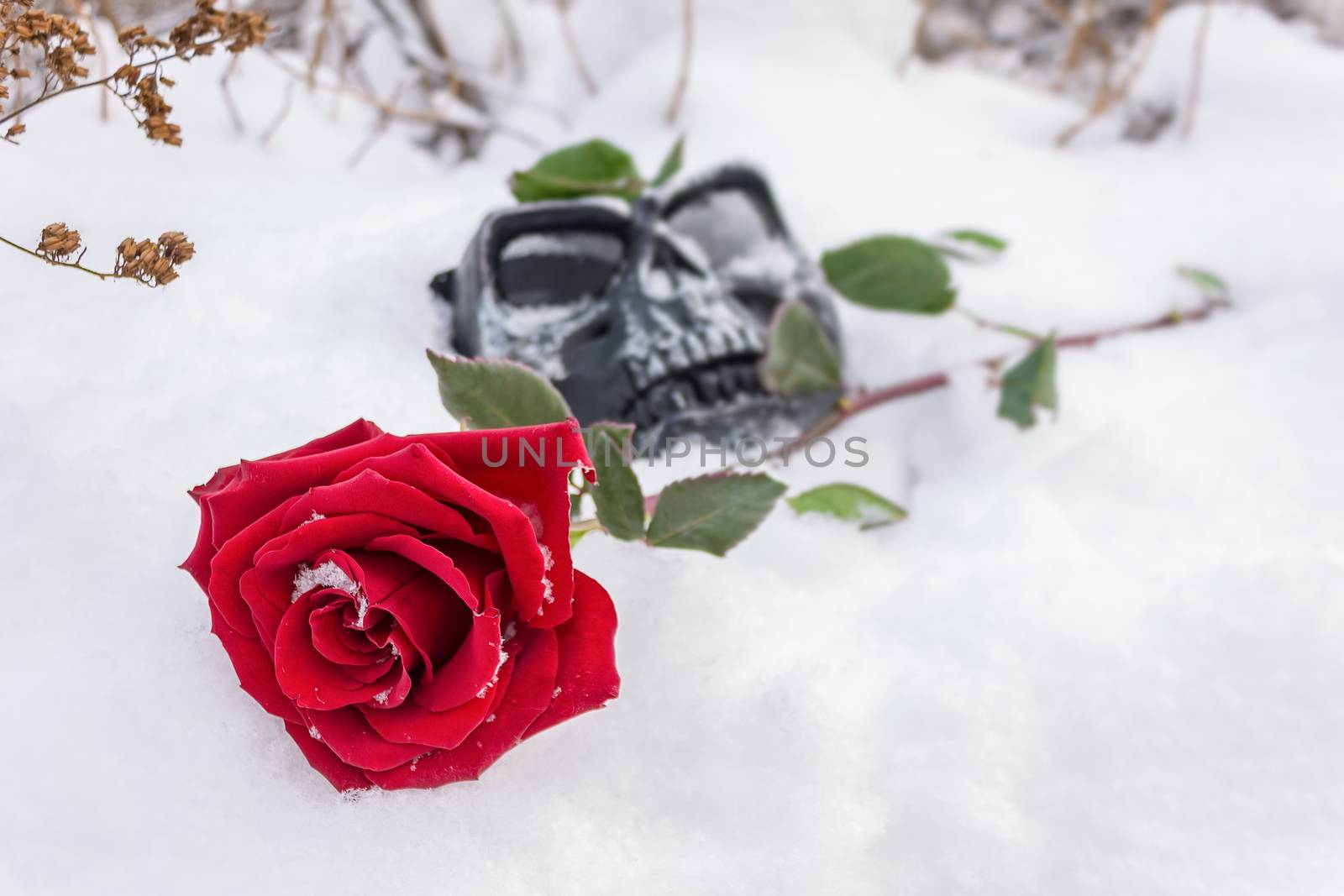 A red rose lies on a grave with a tombstone in the form of a skull mask in an old cemetery in winter by Skaron