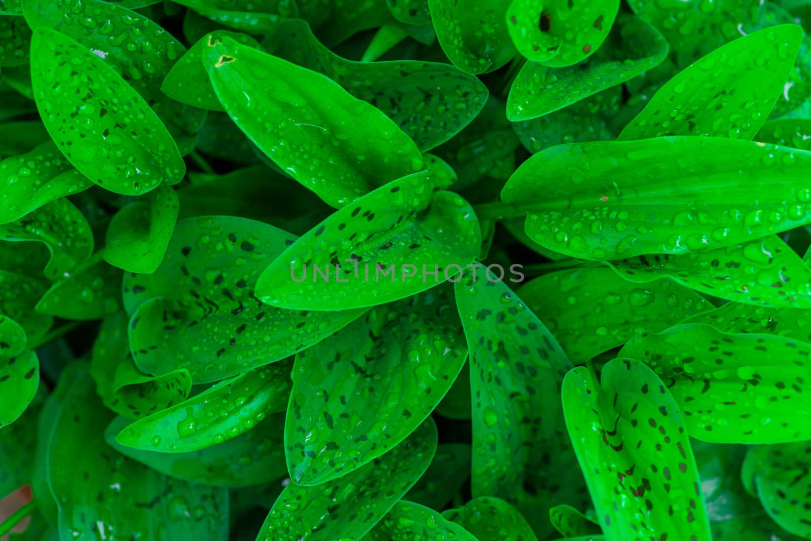 Close up shot of plant with raindrops