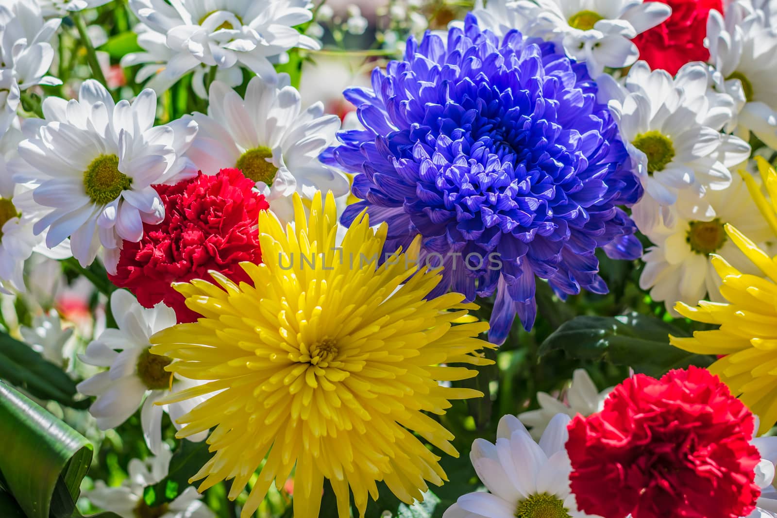 Bright and beautiful flowers of dahlias, chrysanthemums and carnations, of different colors, bloom in the garden by Skaron