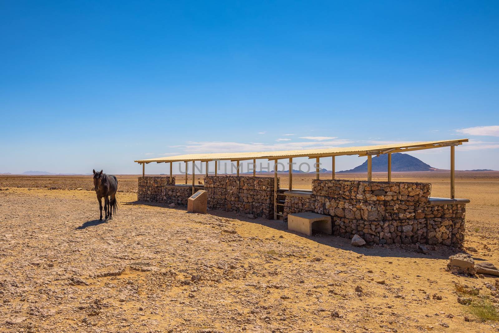 Wild horse of the Namib desert standing at an observation viewpoint near Aus, south Namibia.