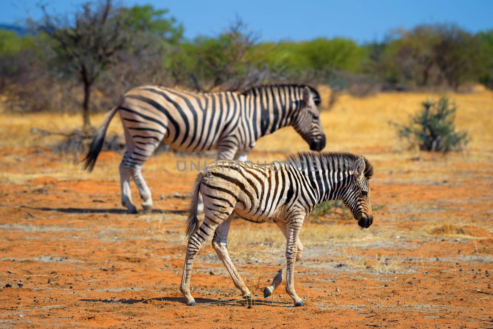 Mother and baby zebra in Etosha National Park, Namibia