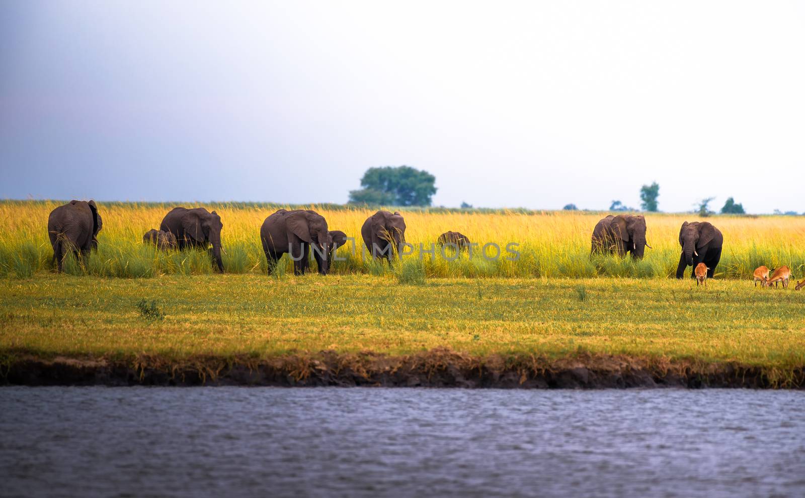 Herd of elephants grazing in Chobe National Park, Botswana by nickfox