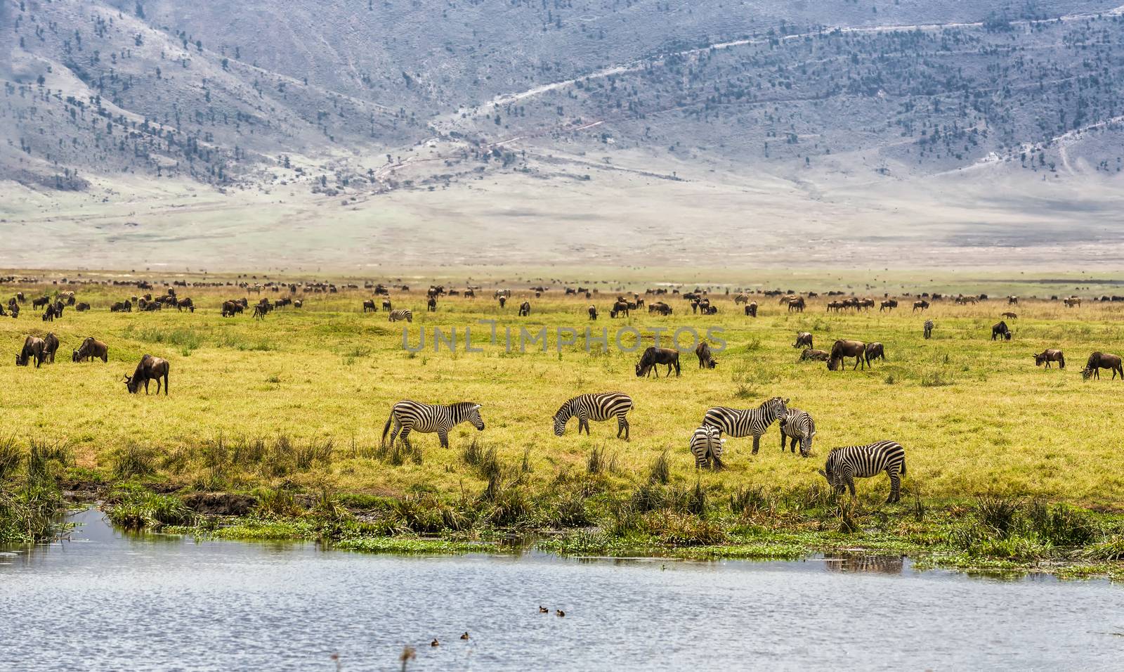 Herds of wildebeests and zebras in the Ngorongoro Crater, Tanzania.