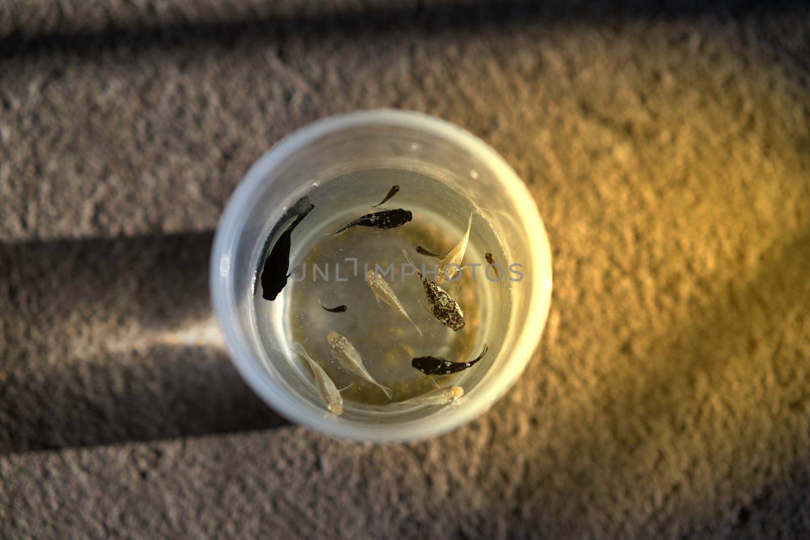fishes in plastic cup for pet business concept with sun flare