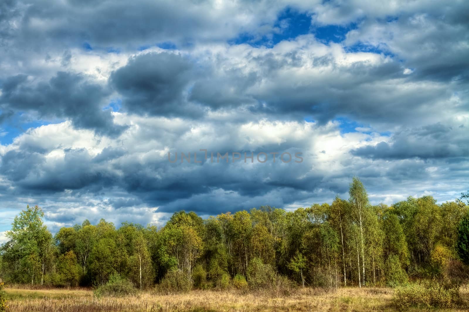 Bad weather is approaching the forest edge. Bad clouds