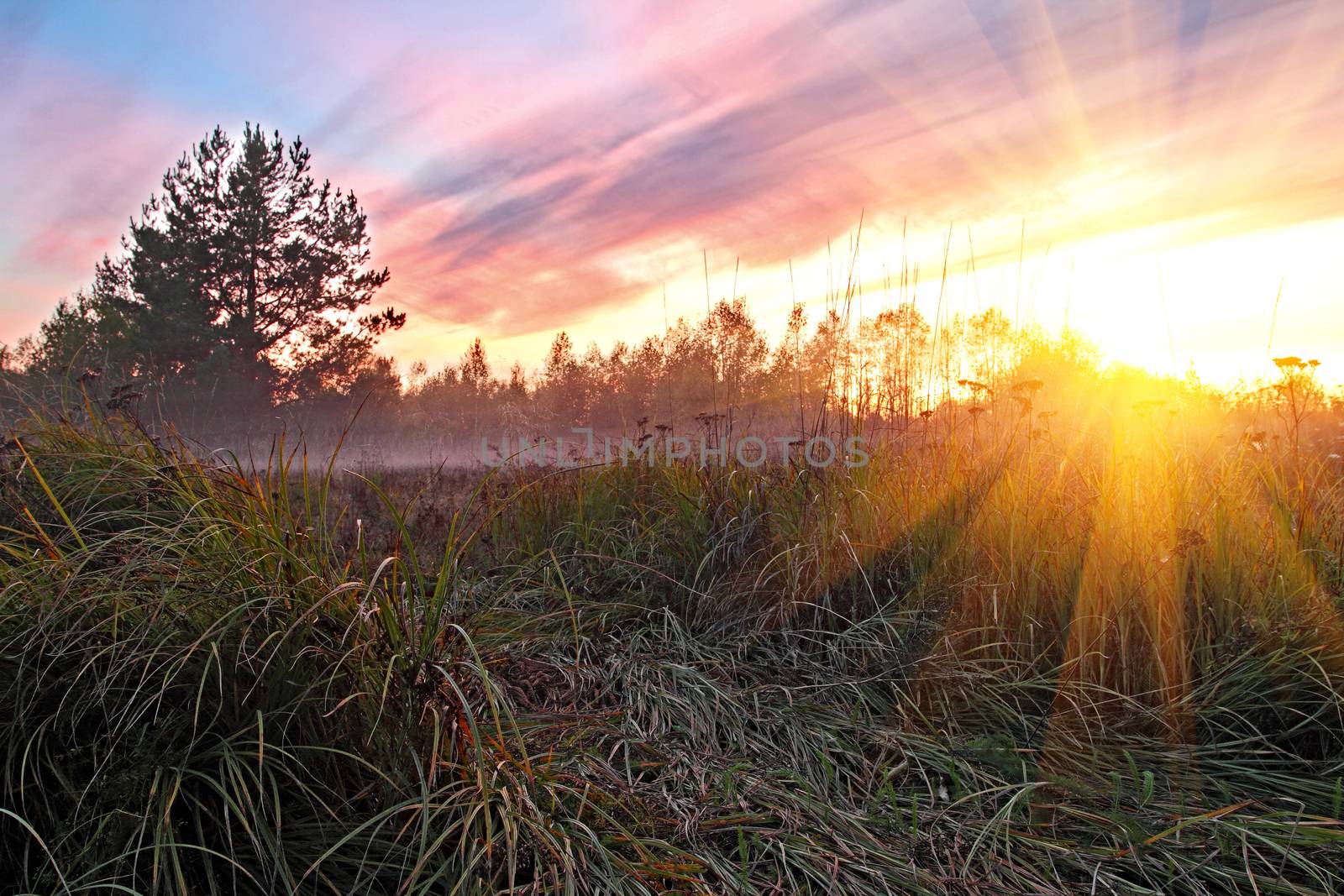 Field of grass during the dawn of the sun