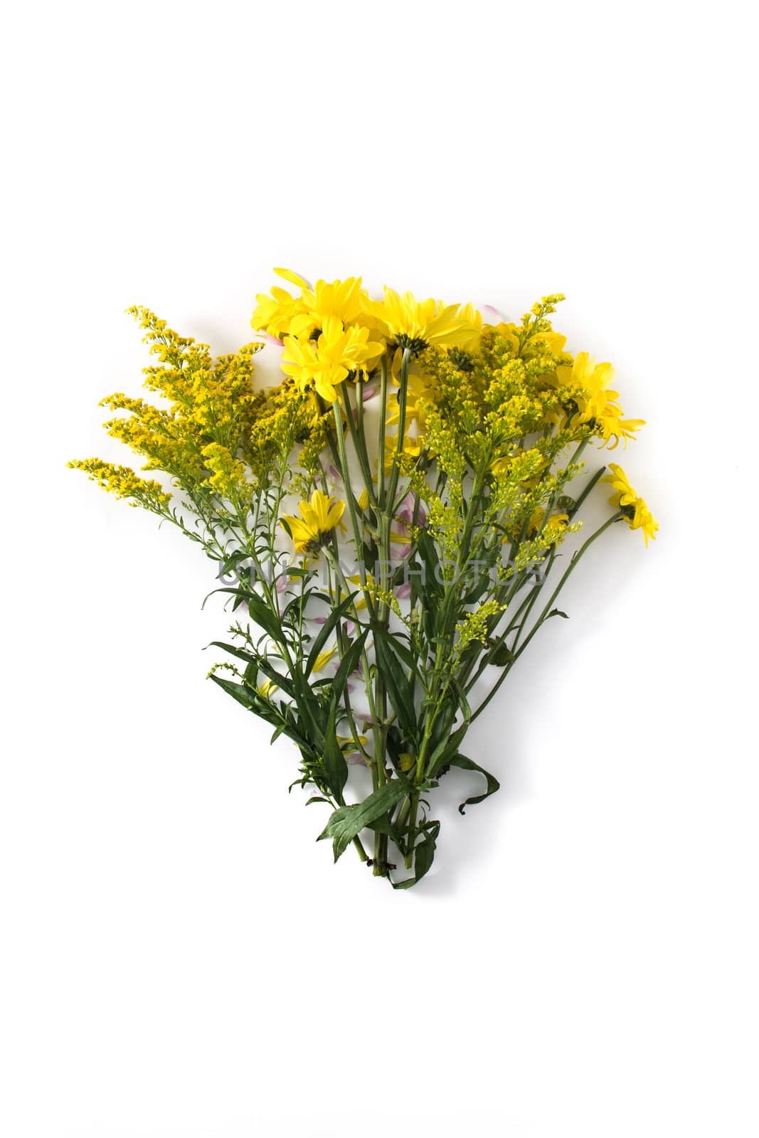 Yellow flowers isolated on white background