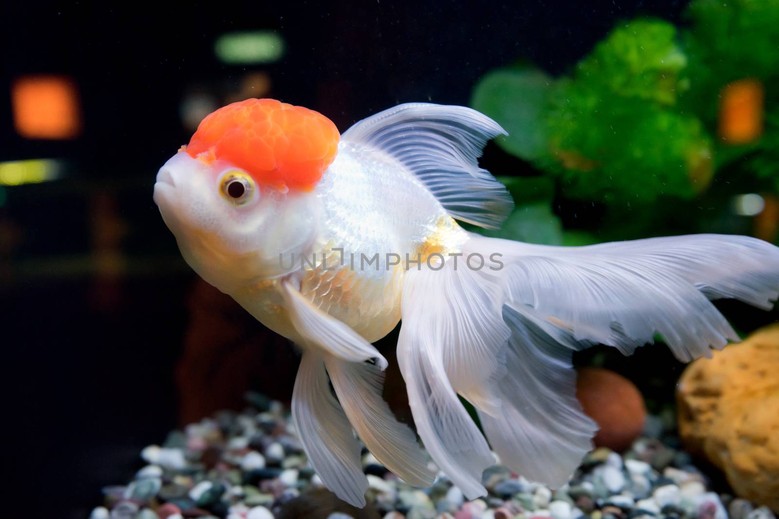 Goldfish in aquarium with green plants, snag and stones