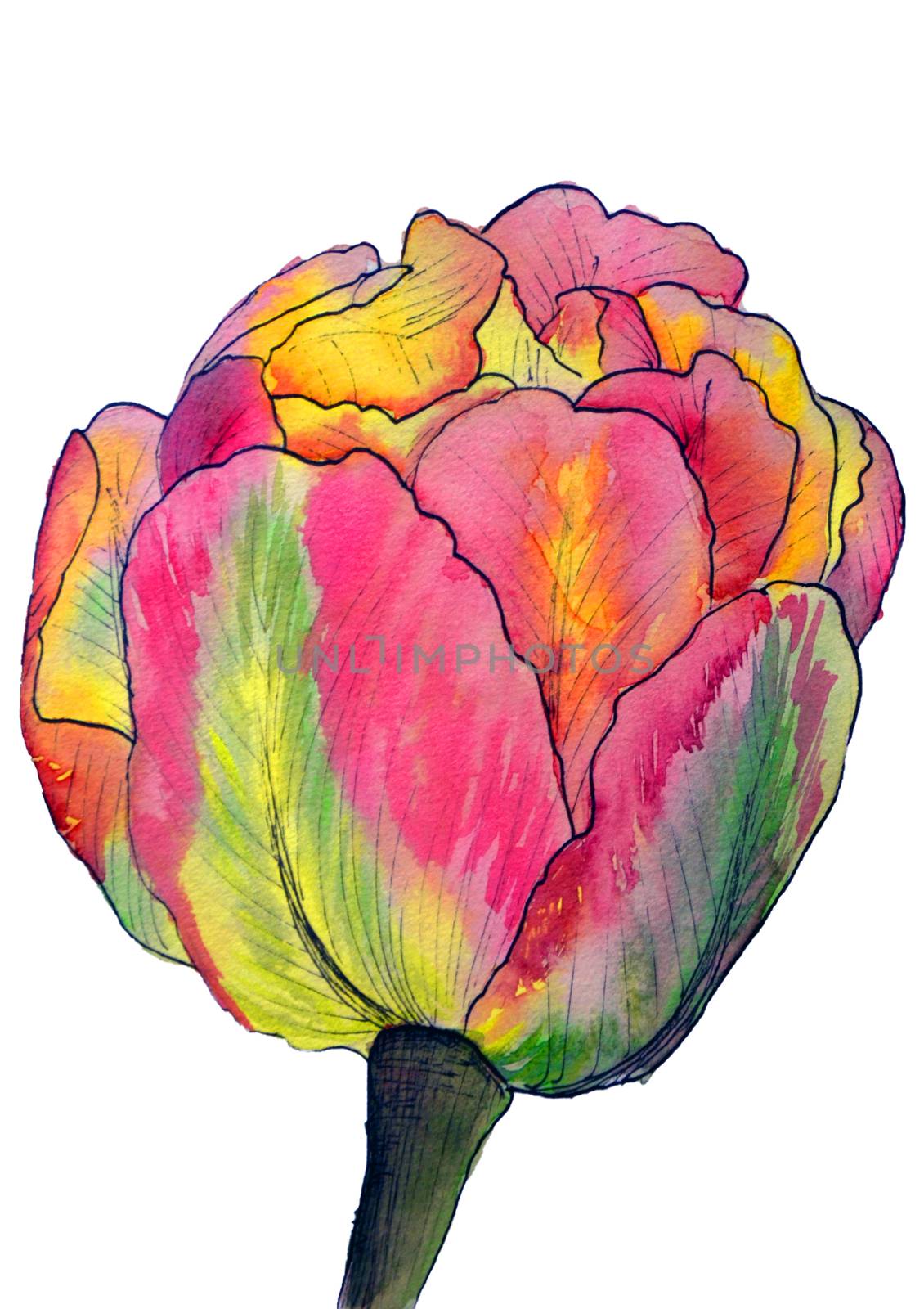 Watercolor magic flower tulip isolated on the white background.Flower of love.Pink,rose,violet,purple,red petals.Beautiful greeting,wedding or invitation card.