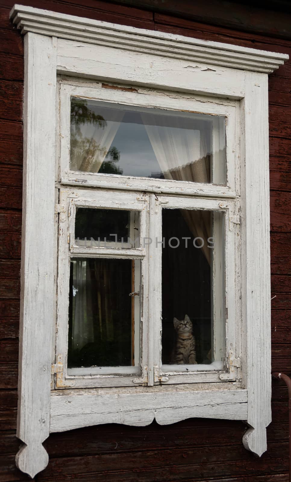 Cat sitting in a room behind an old time window in an old house by Oskars