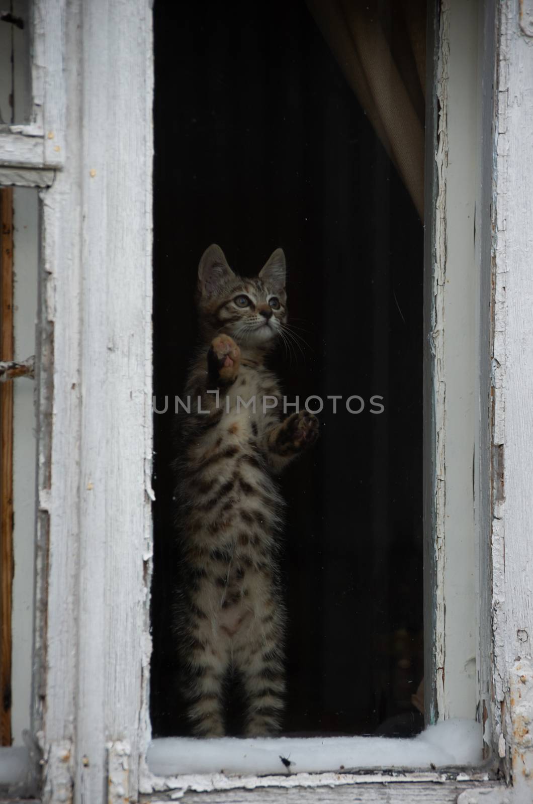 Cat watching in a room behind an old time window in an old house by Oskars