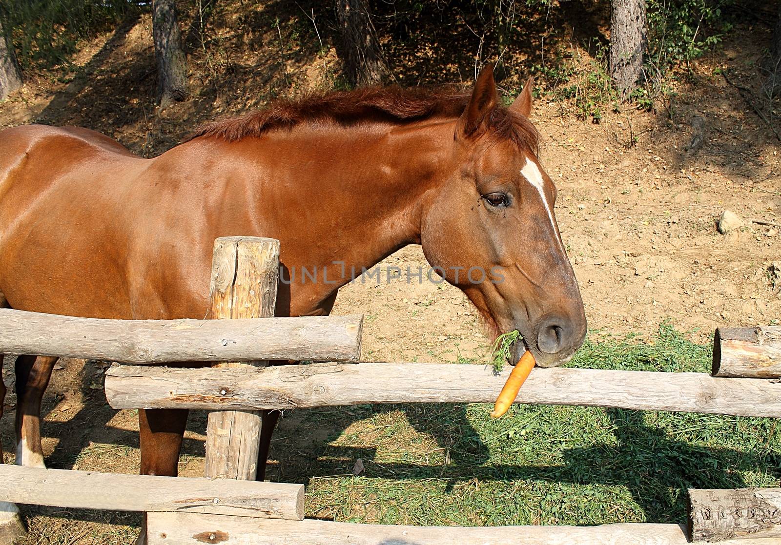 Brown horse eating a carrot