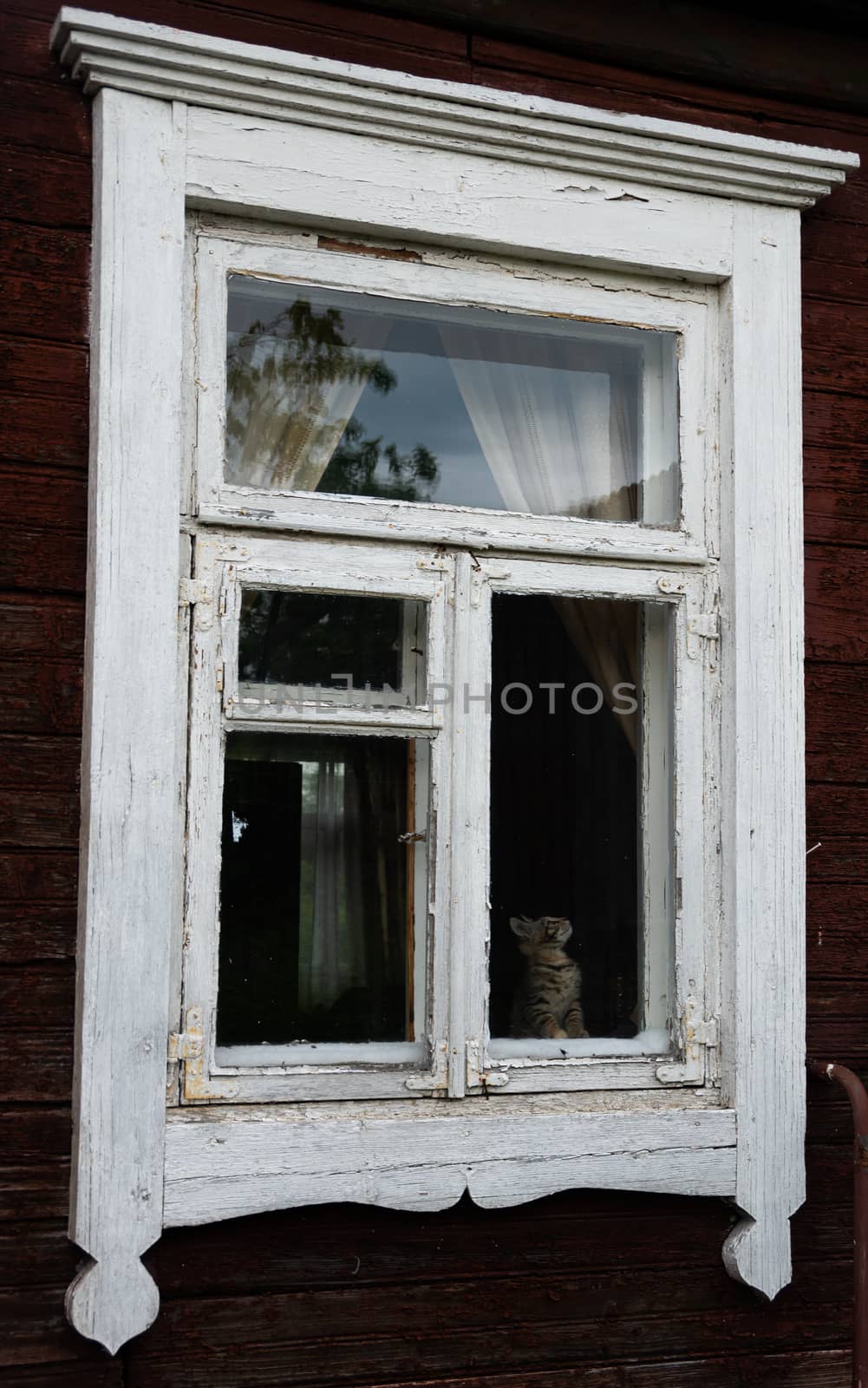 Cat sitting in a room behind an old time window in an old house, gray