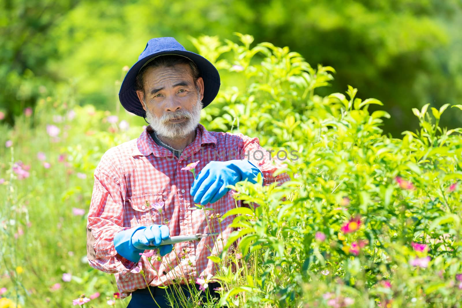 Senior man cutting dried buds from the tree in garden at home,Copy space.