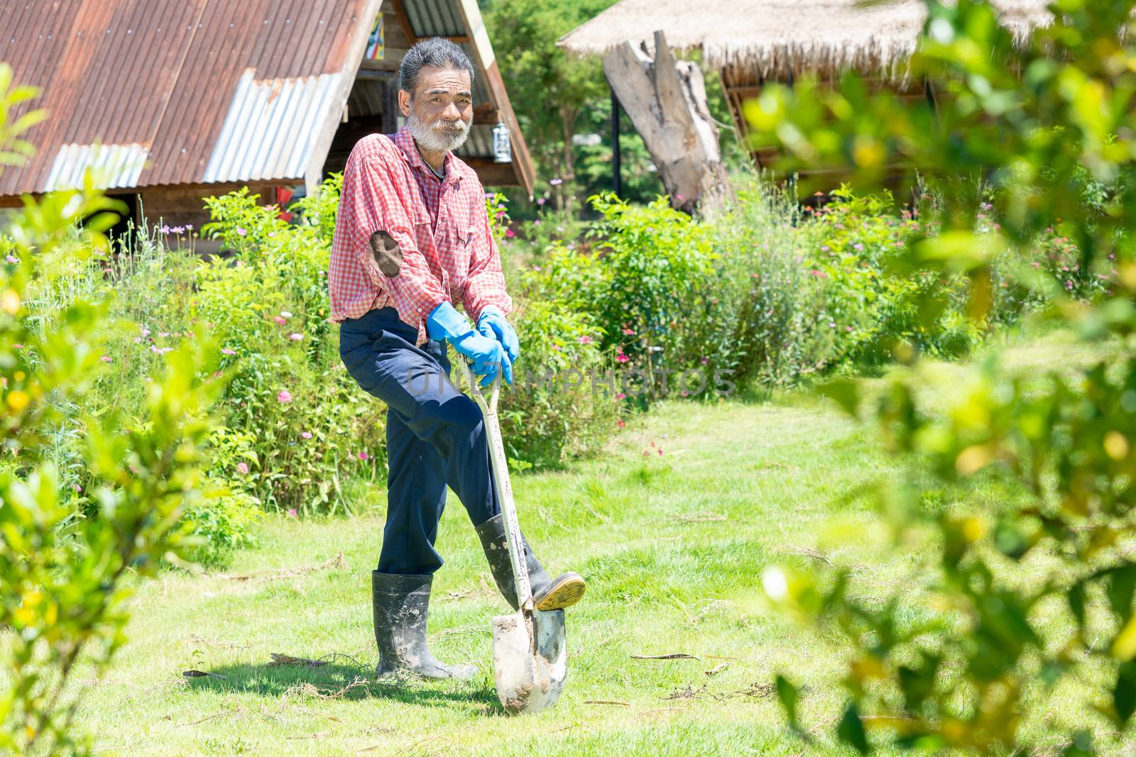 Portrait of senior man with gardening tools working in the garden.