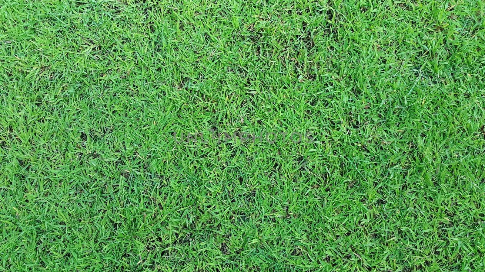 Green Lawn Background by ekachailo