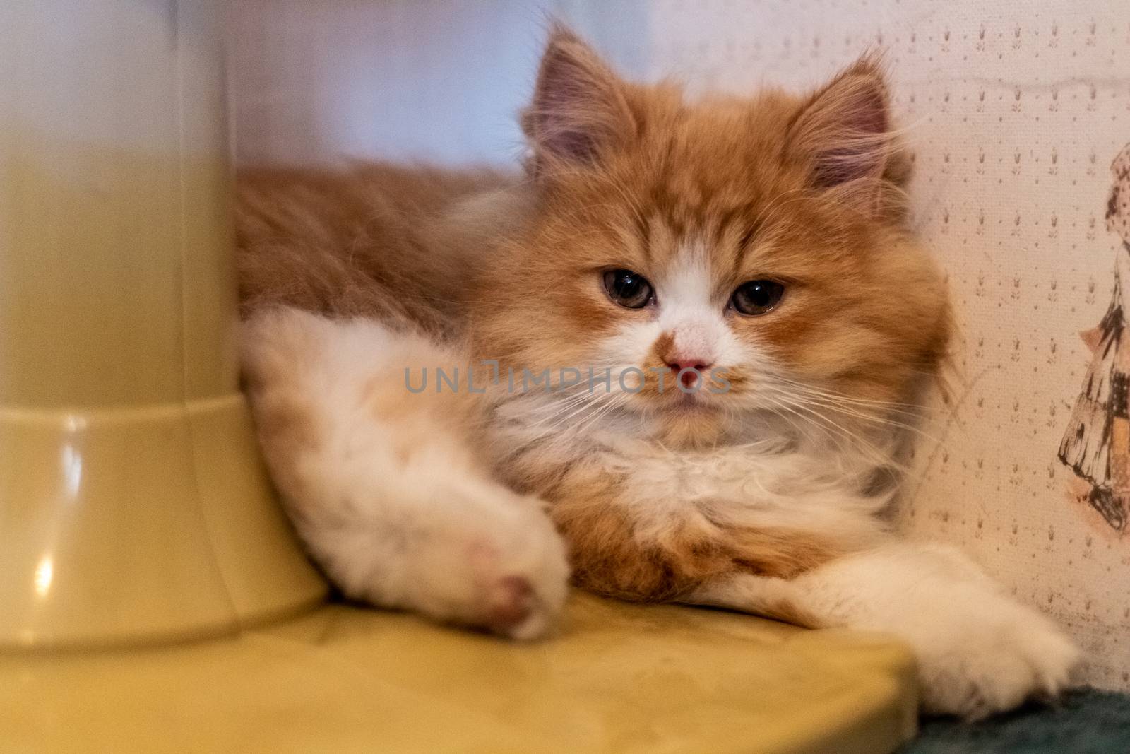 Beautiful two-month-old Persian cat resting. by leo_de_la_garza