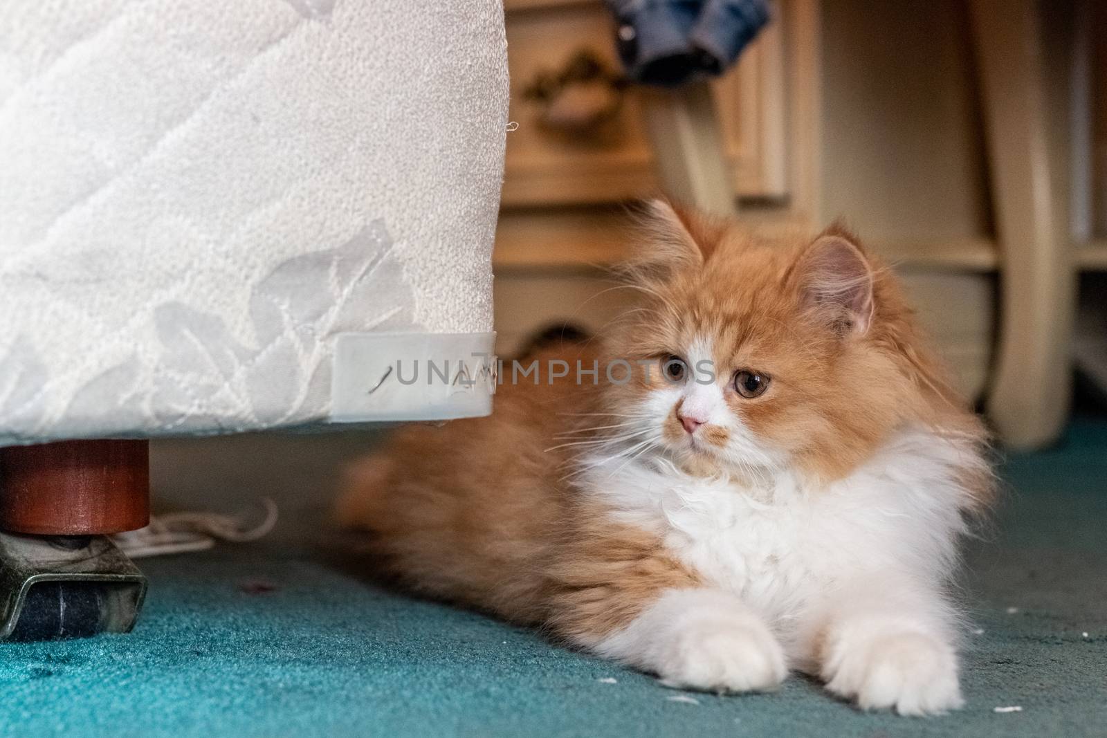 Beautiful two-month-old Persian cat resting. Pets