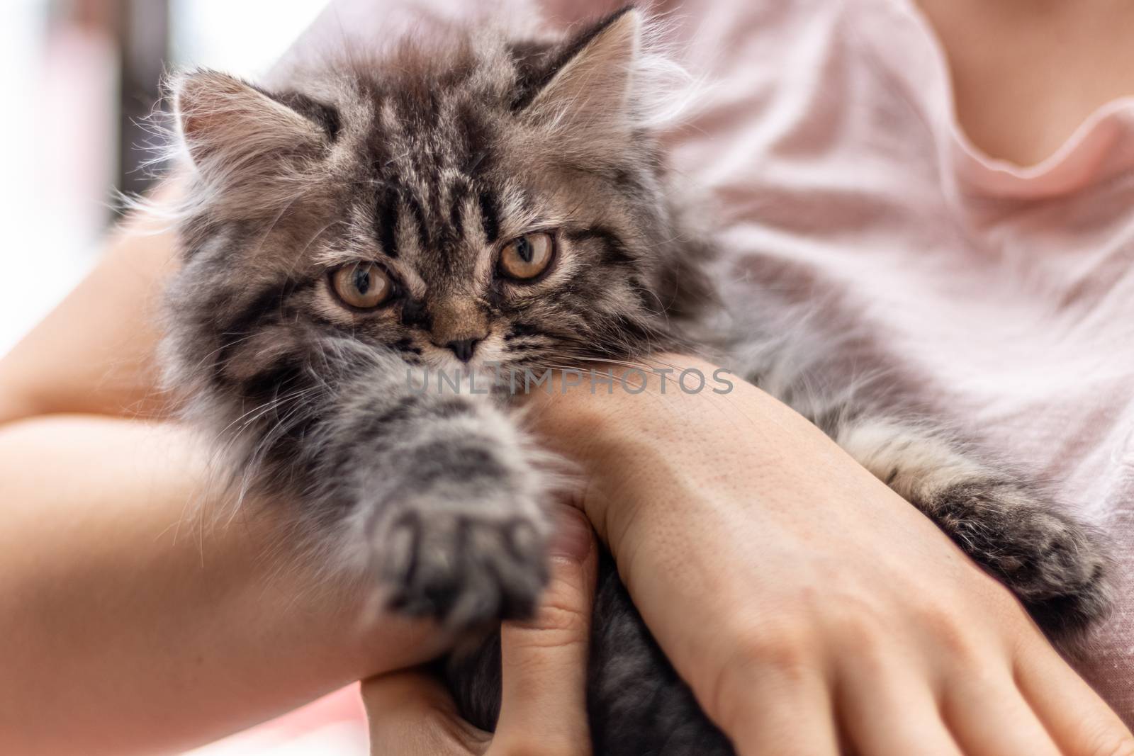 Beautiful two-month-old Persian cat resting. by leo_de_la_garza