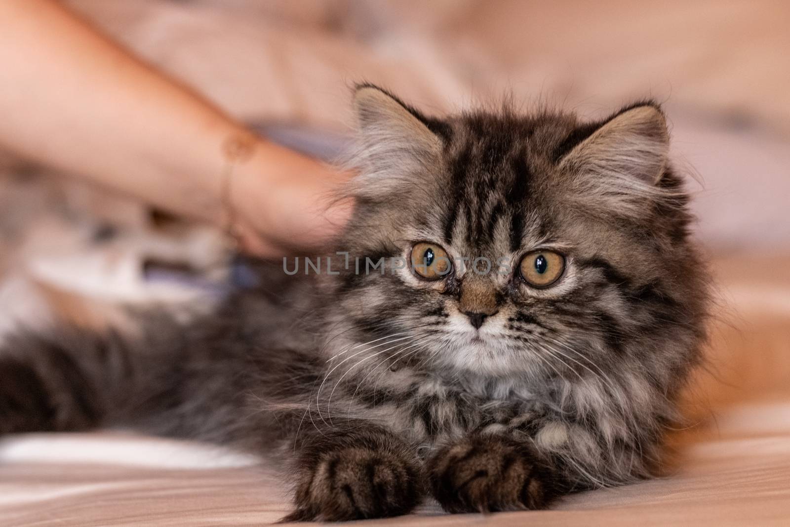 Beautiful two-month-old Persian cat resting. by leo_de_la_garza