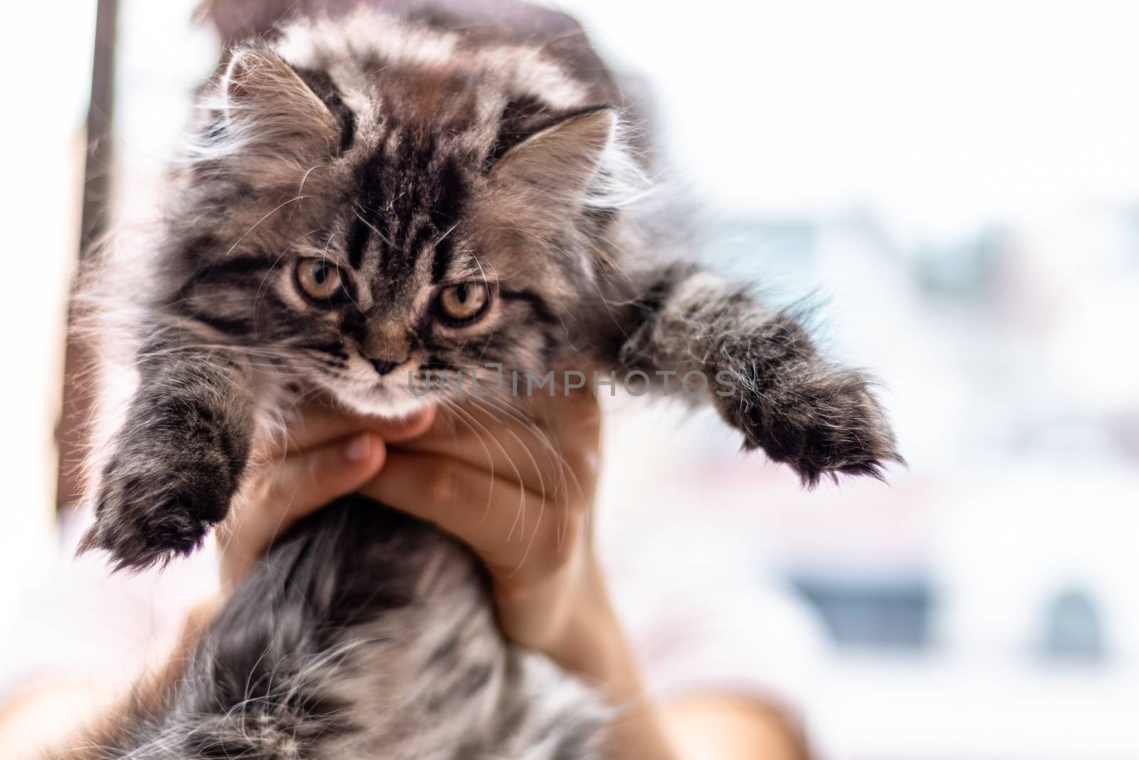 Beautiful two-month-old Persian cat resting. Pets