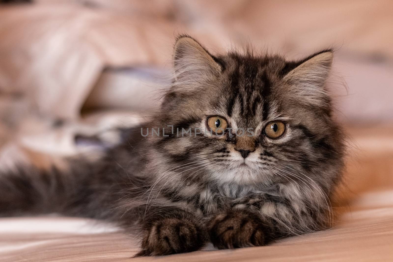 Beautiful two-month-old Persian cat resting. Pets