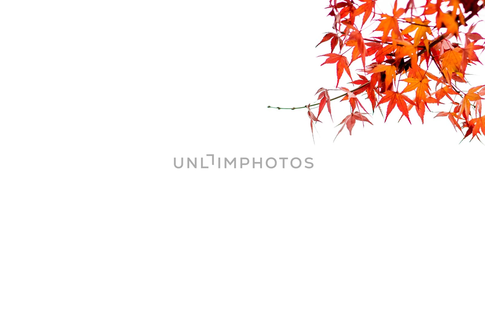 Autumn leaves of japanese maple by ekachailo