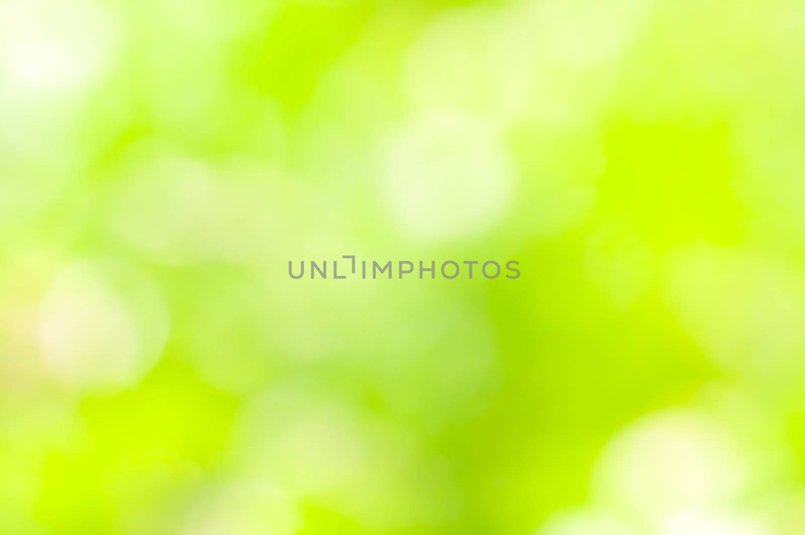 A natural green - yellow bokeh blur of flowers, herbs, plants and trees in a meadow