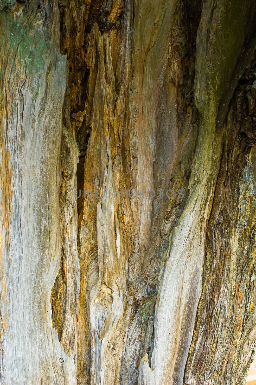 Detail on the bark of an old tree