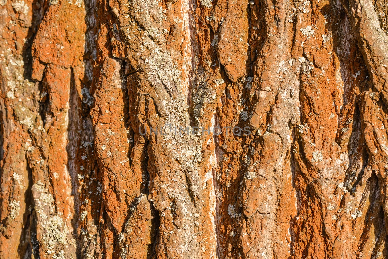 Detail on the bark of a big old tree