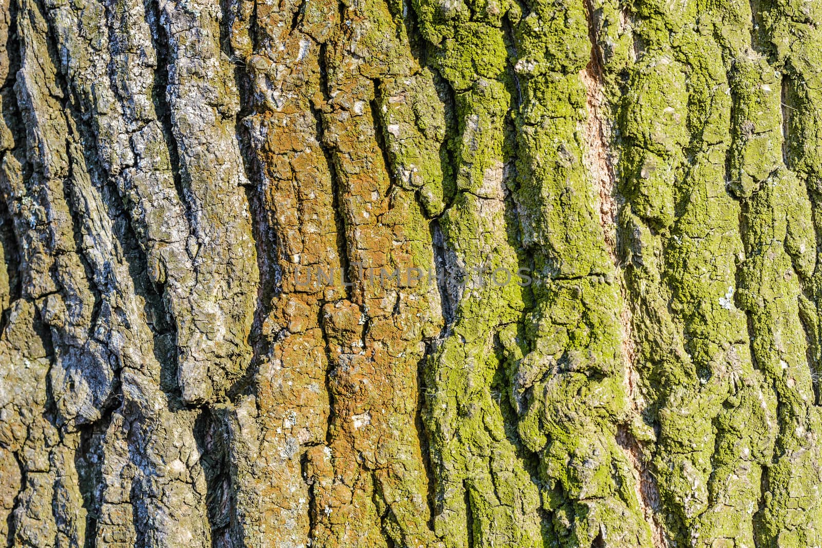 Detail on the bark of a big old tree