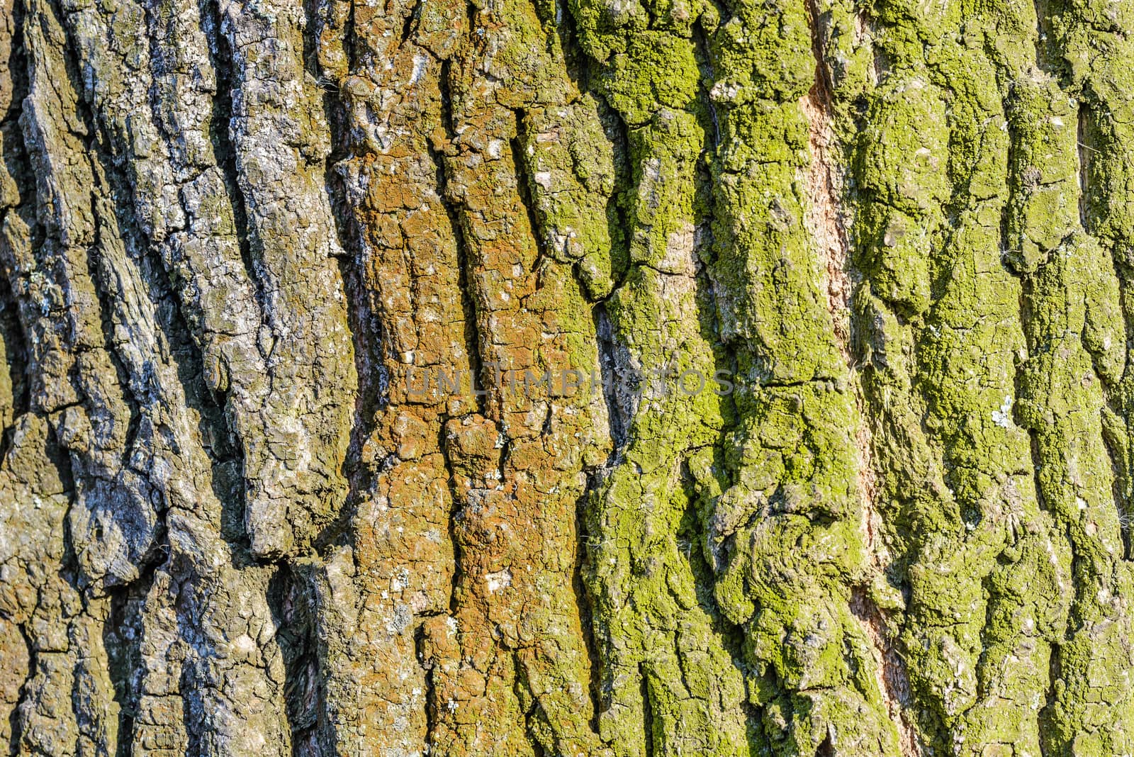 Tree Bark by MaxalTamor