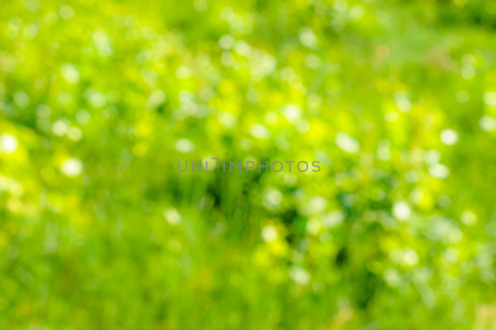 A natural green - yellow bokeh of flowers in a field