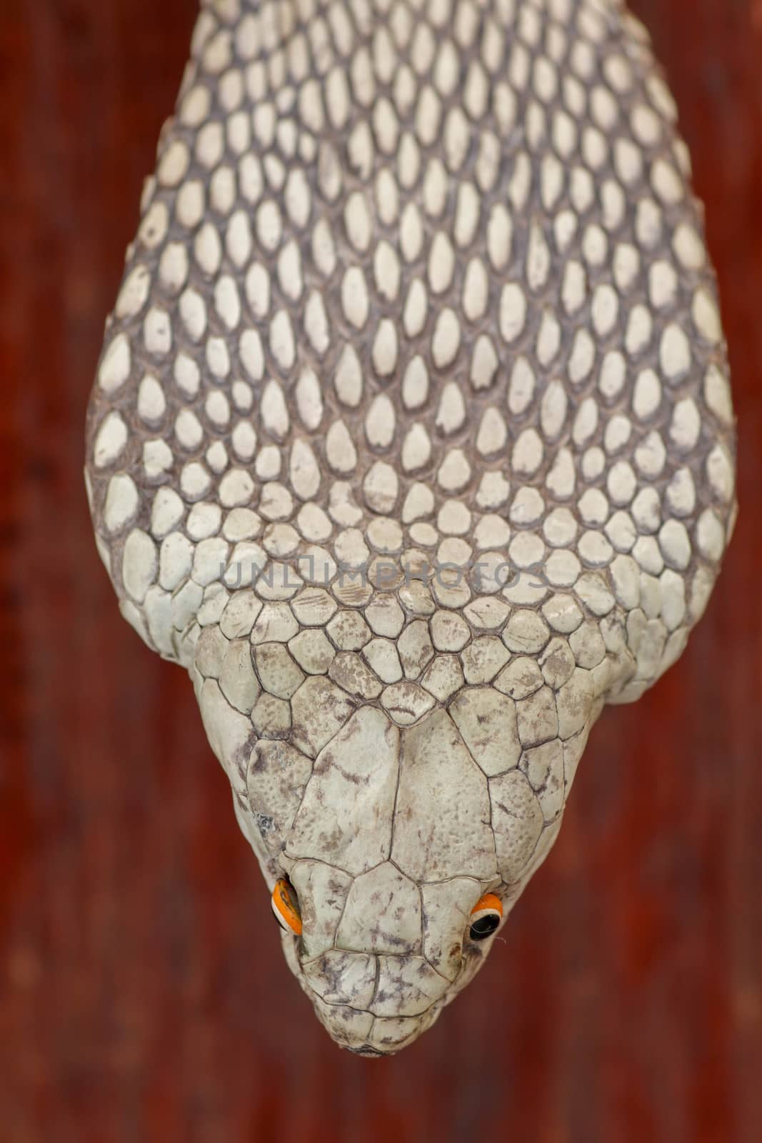 A close up head of a King Cobra. Tanned skin of Ophiophagus hannah. Belt of the most venomous snake on Bali island in Indonesia. Product from leather workshop.