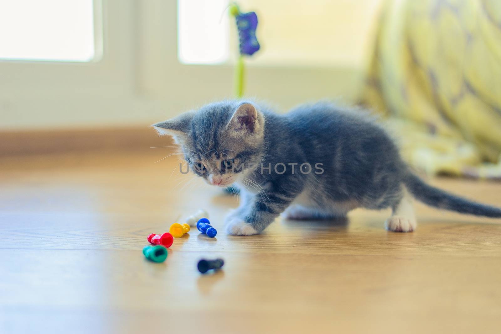 gray kitten is played with colorful figures on the floor