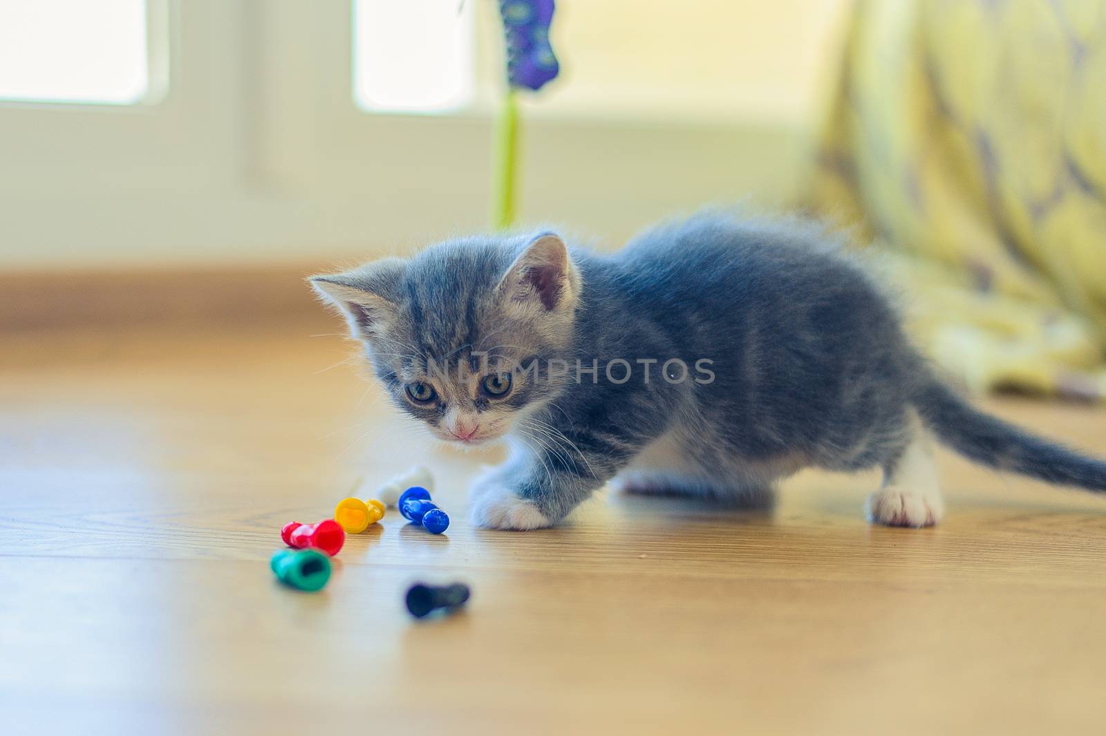 gray kitten is playing with colorful chips on the floor by chernobrovin