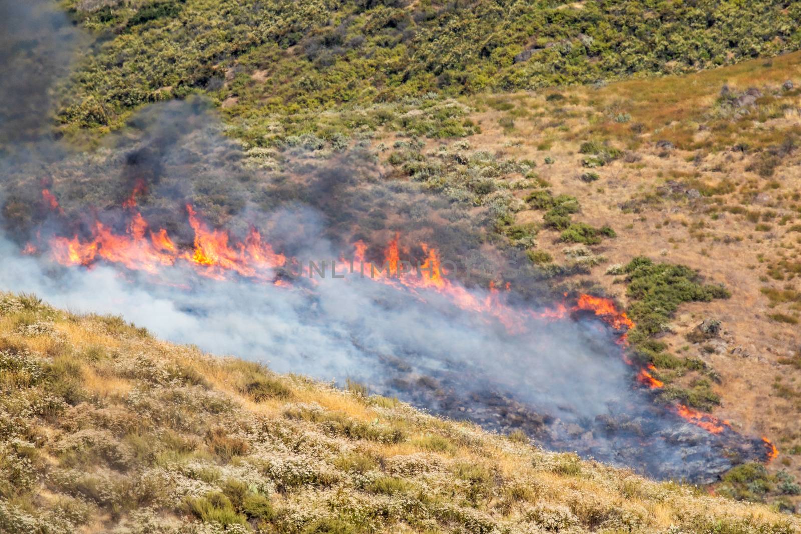 Dry Brush Wild Fire Spreading Quickly.