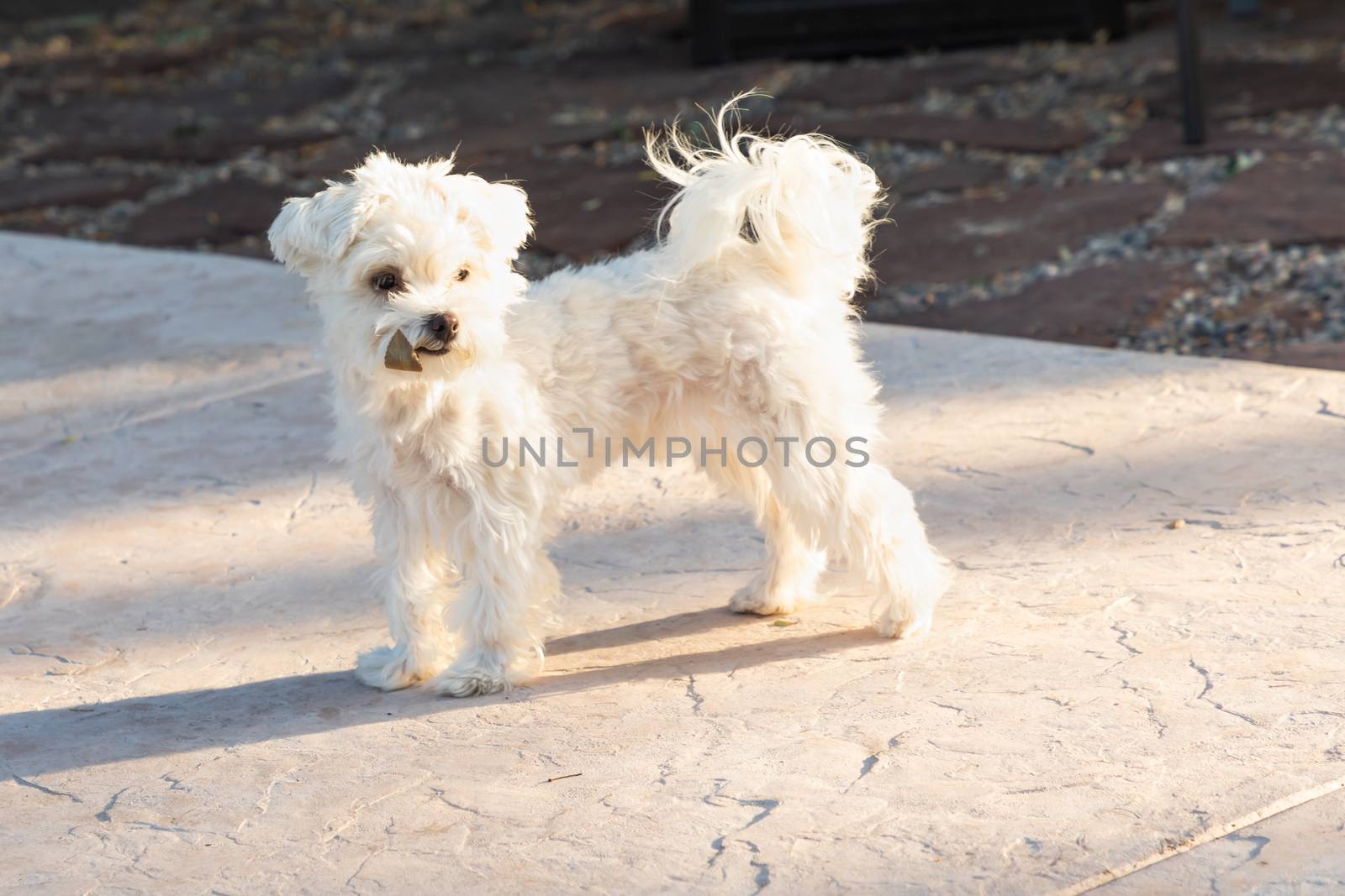 Adorable Maltese Puppy Playing In The Yard by Feverpitched